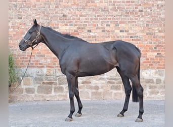 Englisches Vollblut, Stute, 6 Jahre, 169 cm, Schwarzbrauner