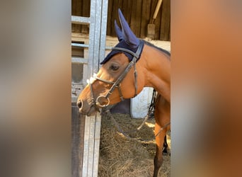 Englisches Vollblut, Stute, 6 Jahre, 170 cm, Brauner