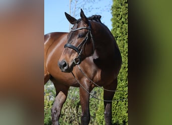 Englisches Vollblut Mix, Stute, 6 Jahre, 170 cm, Rotbrauner