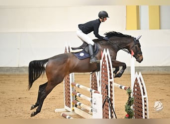Englisches Vollblut Mix, Stute, 6 Jahre, 170 cm, Rotbrauner