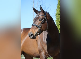 Englisches Vollblut Mix, Stute, 6 Jahre, 170 cm, Rotbrauner