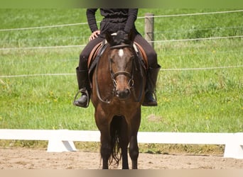 Englisches Vollblut Mix, Stute, 7 Jahre, 152 cm, Rotbrauner