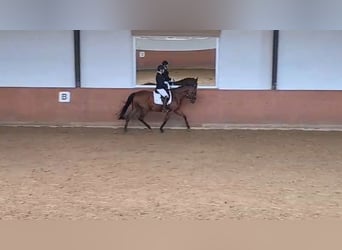 Englisches Vollblut, Stute, 7 Jahre, 156 cm, Brauner