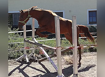 Englisches Vollblut, Stute, 7 Jahre, 160 cm, Fuchs