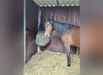 Englisches Vollblut, Stute, 7 Jahre, 162 cm, Fuchs