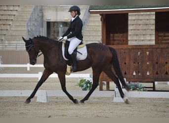 Englisches Vollblut, Stute, 7 Jahre, 163 cm, Brauner