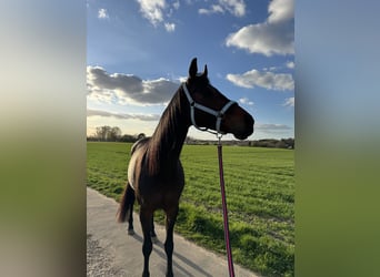 Englisches Vollblut, Stute, 7 Jahre, 165 cm, Dunkelbrauner