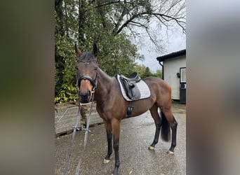 Englisches Vollblut, Stute, 7 Jahre, 165 cm, Dunkelbrauner