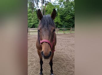 Englisches Vollblut, Stute, 7 Jahre, 165 cm