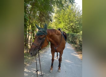 Englisches Vollblut, Stute, 7 Jahre, 175 cm, Dunkelfuchs