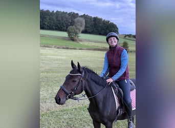 Englisches Vollblut, Stute, 8 Jahre, 153 cm, Dunkelbrauner