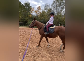 Englisches Vollblut, Stute, 8 Jahre, 155 cm, Fuchs