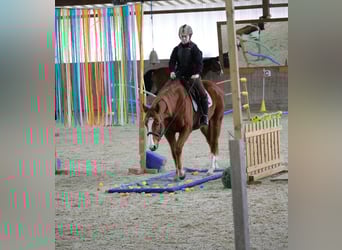 Englisches Vollblut, Stute, 8 Jahre, 157 cm, Fuchs