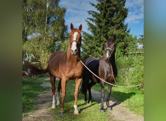 Englisches Vollblut, Stute, 8 Jahre, 157 cm, Fuchs