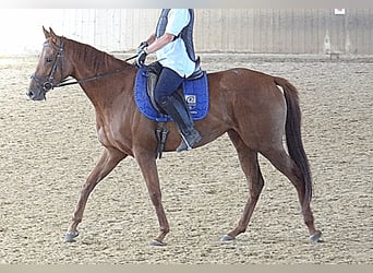 Englisches Vollblut, Stute, 8 Jahre, 160 cm, Fuchs