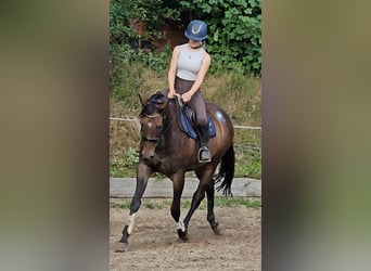 Englisches Vollblut, Stute, 8 Jahre, 161 cm, Brauner