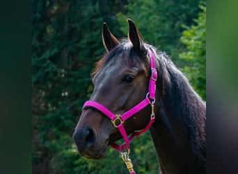 Englisches Vollblut, Stute, 8 Jahre, 161 cm, Schwarzbrauner