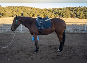 Englisches Vollblut, Stute, 8 Jahre, 163 cm, Brauner