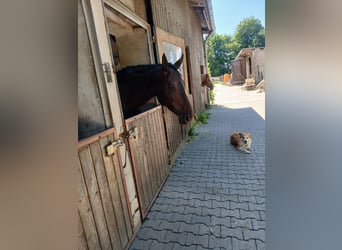 Englisches Vollblut, Stute, 8 Jahre, 163 cm, Schwarzbrauner