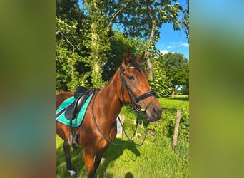 Englisches Vollblut, Stute, 8 Jahre, 165 cm, Brauner