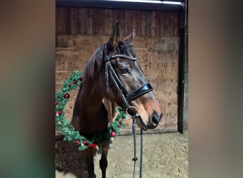 Englisches Vollblut, Stute, 8 Jahre, 165 cm, Brauner