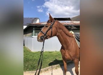 Englisches Vollblut, Stute, 8 Jahre, 165 cm, Fuchs