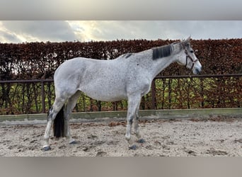 Englisches Vollblut, Stute, 8 Jahre, 168 cm, Fliegenschimmel