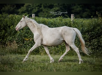 Englisches Vollblut, Stute, 9 Jahre, 153 cm, Cremello