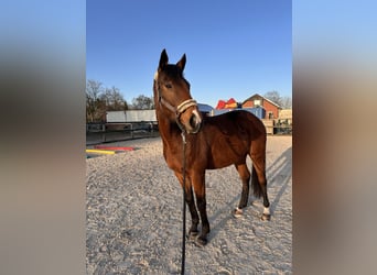 Englisches Vollblut, Stute, 9 Jahre, 160 cm, Brauner