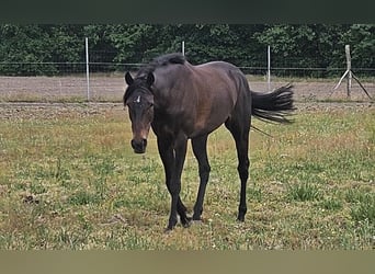 Englisches Vollblut, Stute, 9 Jahre, 160 cm, Dunkelbrauner
