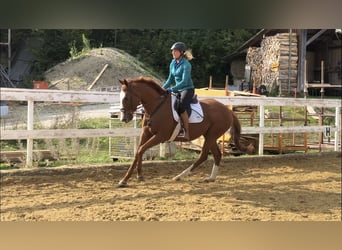 Englisches Vollblut, Stute, 9 Jahre, 160 cm, Fuchs