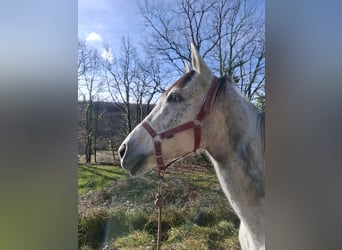 Englisches Vollblut, Stute, 9 Jahre, 160 cm, Schimmel