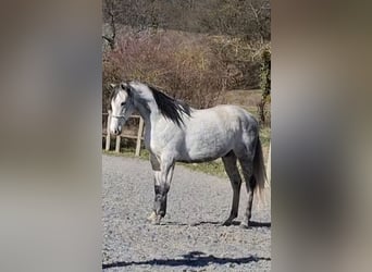 Englisches Vollblut, Stute, 9 Jahre, 160 cm, Schimmel