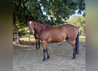 Englisches Vollblut, Stute, 9 Jahre, 162 cm, Brauner