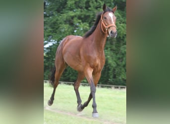 Englisches Vollblut, Stute, 9 Jahre, 162 cm, Brauner