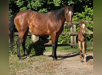 Englisches Vollblut, Stute, 9 Jahre, 162 cm, Brauner