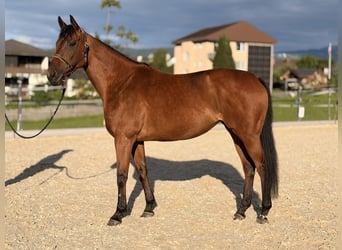 Englisches Vollblut, Stute, 9 Jahre, 162 cm, Hellbrauner