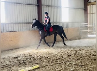 Englisches Vollblut, Stute, 9 Jahre, 163 cm, Brauner