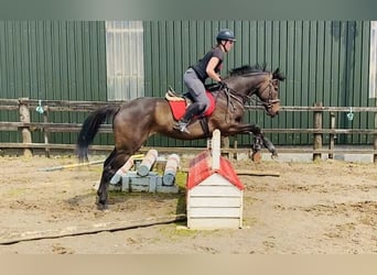 Englisches Vollblut, Stute, 9 Jahre, 163 cm, Brauner