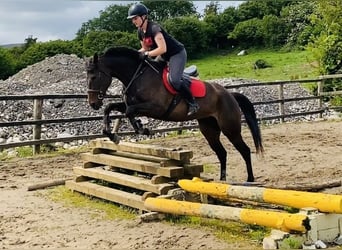 Englisches Vollblut, Stute, 9 Jahre, 163 cm, Brauner