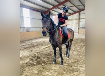 Englisches Vollblut, Stute, 9 Jahre, 163 cm, Brauner