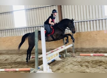 Englisches Vollblut, Stute, 9 Jahre, 163 cm, Brauner