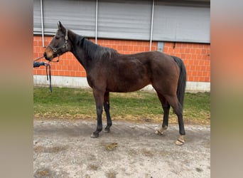 Englisches Vollblut, Stute, 9 Jahre, 165 cm, Brauner