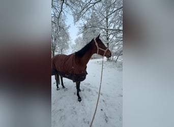 Englisches Vollblut, Stute, 9 Jahre, 167 cm, Brauner