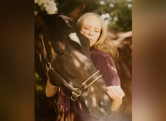 Englisches Vollblut, Stute, 9 Jahre, 173 cm, Dunkelbrauner