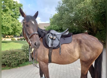 Englisches Vollblut, Stute, 9 Jahre, 173 cm, Dunkelbrauner