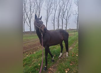 Englisches Vollblut, Stute, 9 Jahre, 173 cm, Dunkelbrauner