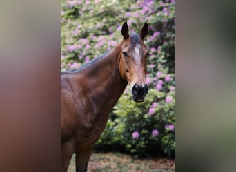 Englisches Vollblut, Wallach, 10 Jahre, 154 cm, Dunkelbrauner