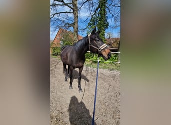 Englisches Vollblut, Wallach, 10 Jahre, 163 cm, Brauner