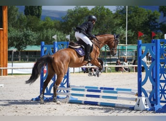 Englisches Vollblut, Wallach, 10 Jahre, 165 cm, Dunkelbrauner